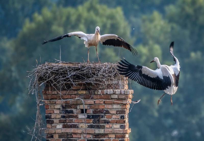 Professional Chimney Animal Removal Services in Wayne, Illinois