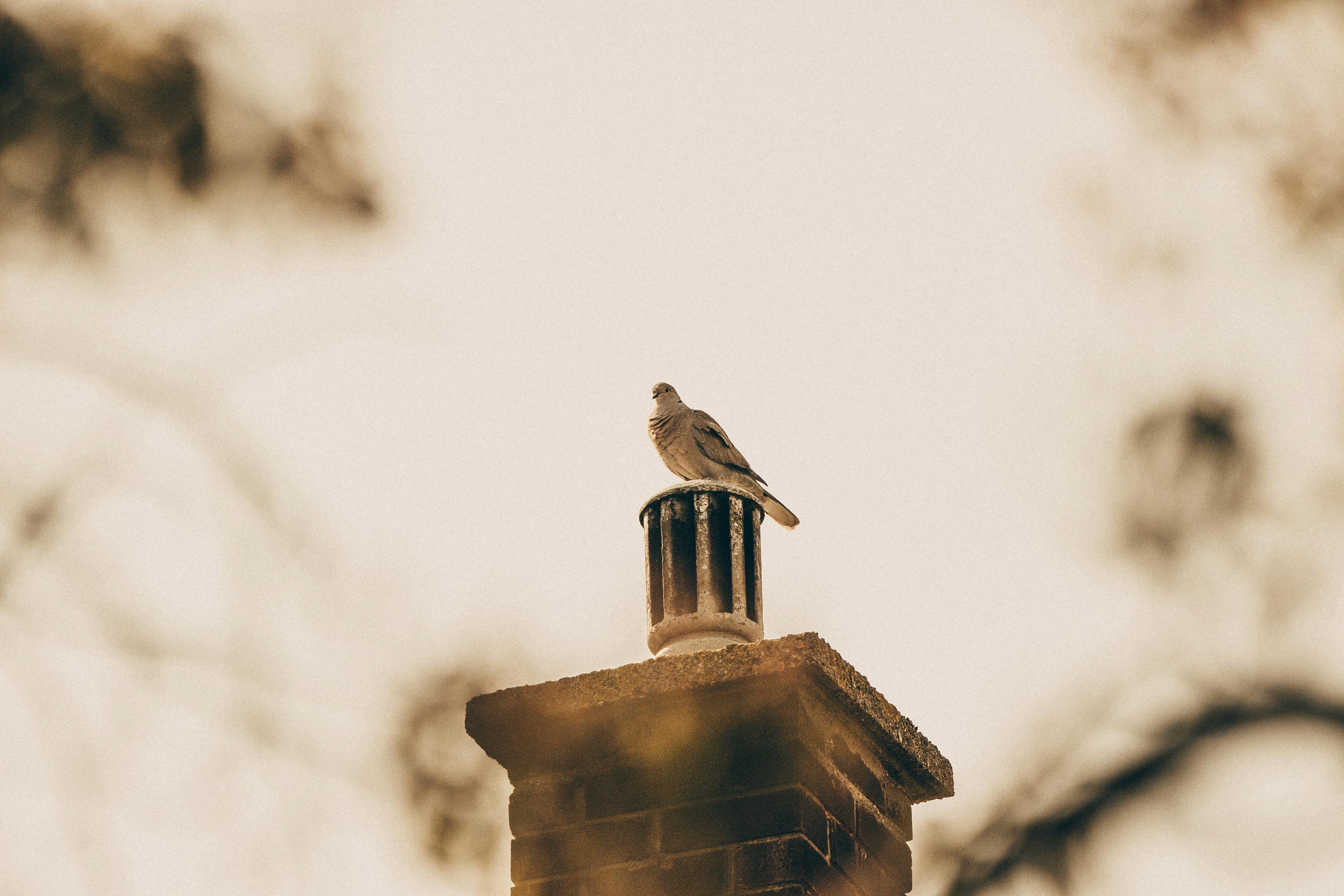 Expert Chimney Cap Installation in Wayne, Illinois